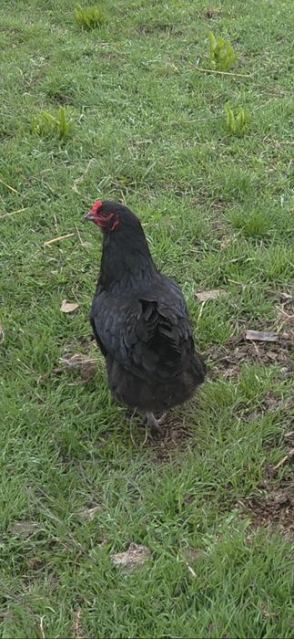 Cocos marans,gaina olive si puisori