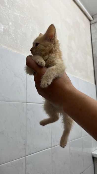 Отдам домашних котят в добрые руки