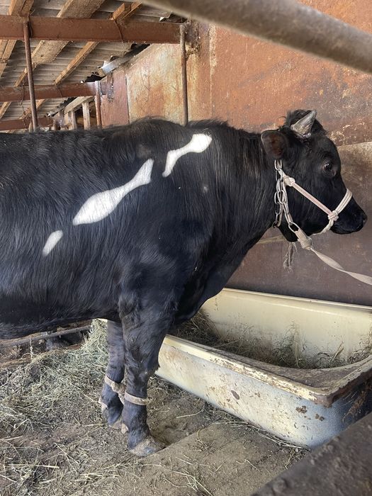 Продаю быков на мясо ,