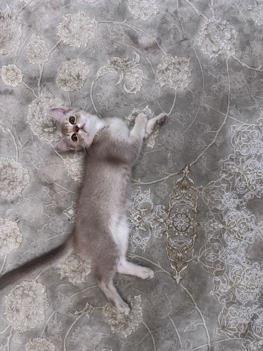 Шотландская вислоухая кошечка