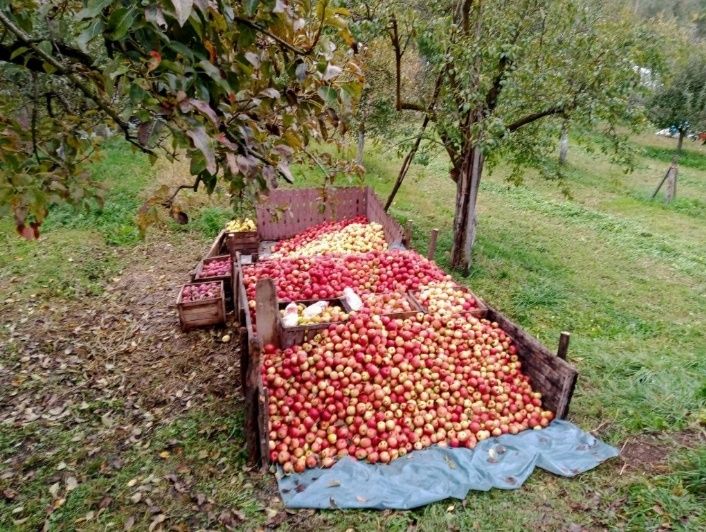 Vând mere bio , la prețul de 3lei /kg,Suc de mere  8 lei/ litru.