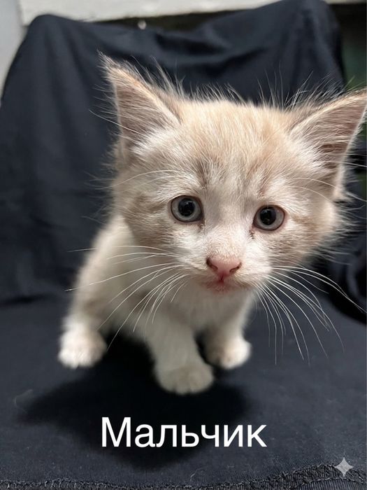 Котята бесплатно