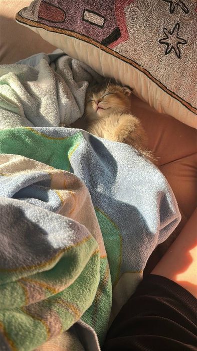 Вислоухие скоттиш фолд