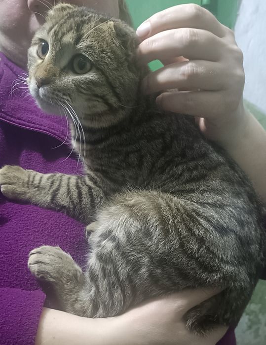 Котенок вислоухий