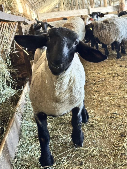 Berbecuti suffolk de vanzare