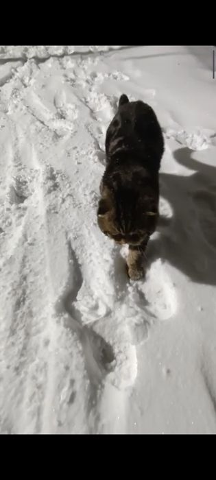 Потерян кот веслоухий старый