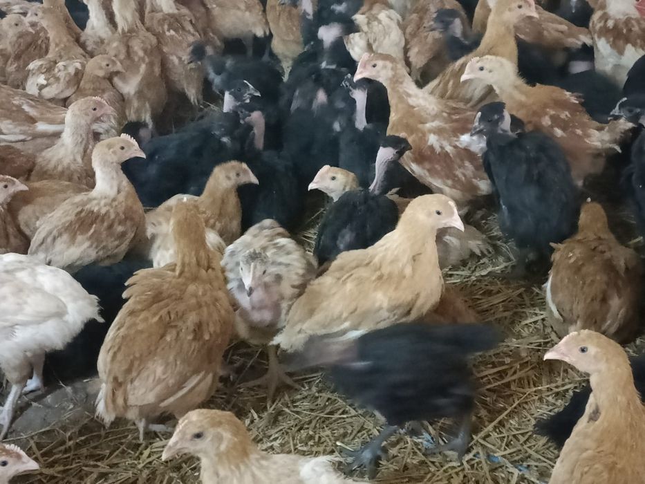 Vând pui prima serie