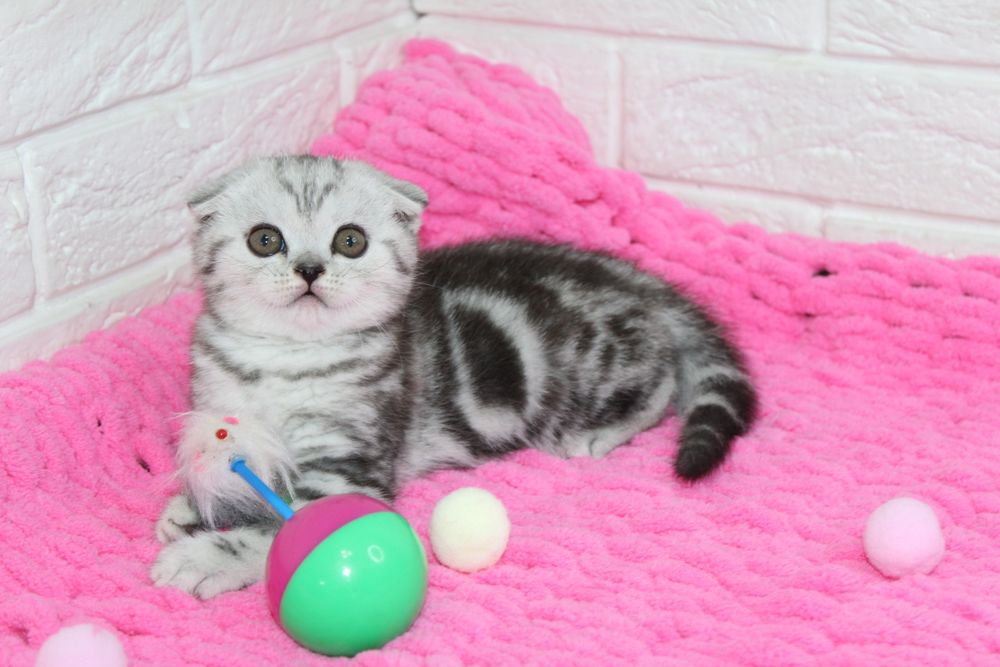 Вислоухие котята