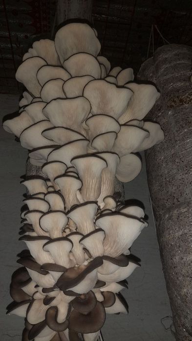 Кузикорин Вешенька Наманган