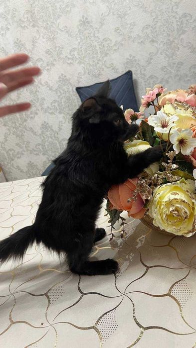 Котенок девочка. 2,5 месяца. БЕСПЛАТНО