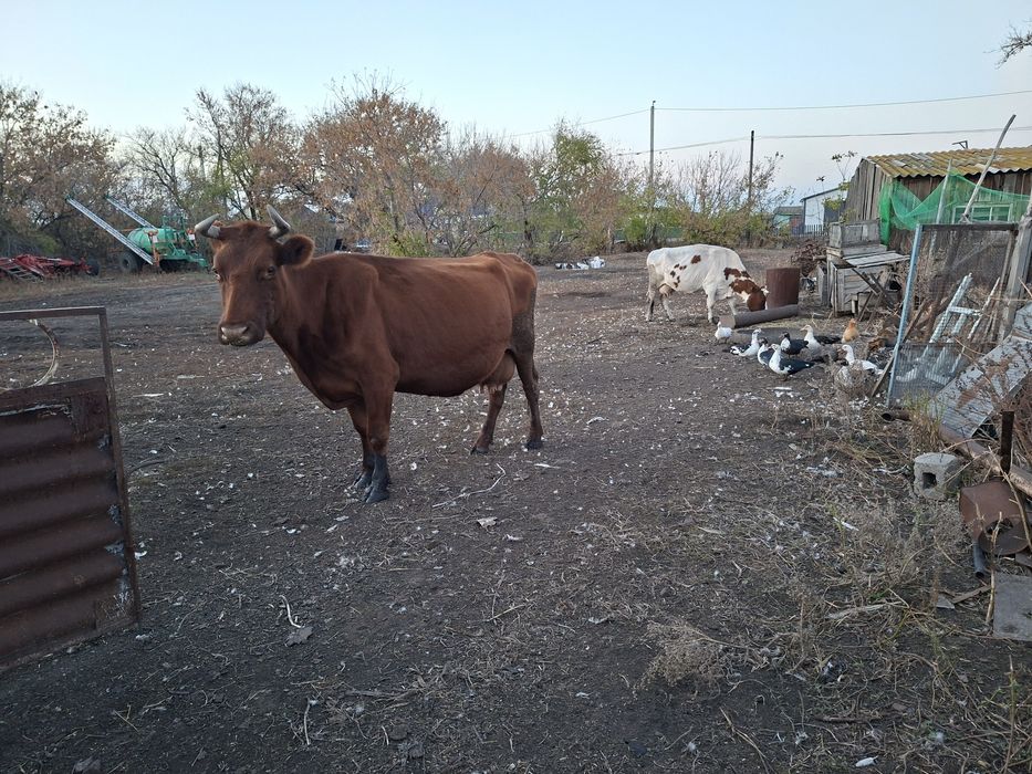 Продам  дойных коров