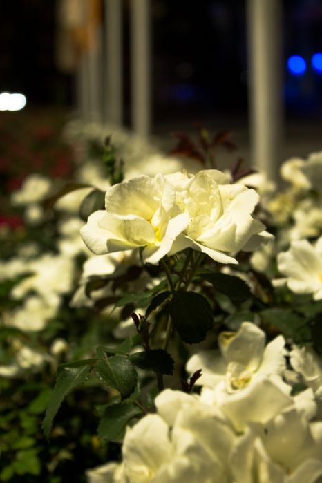 Canon eos 60D в идеальном состоянии