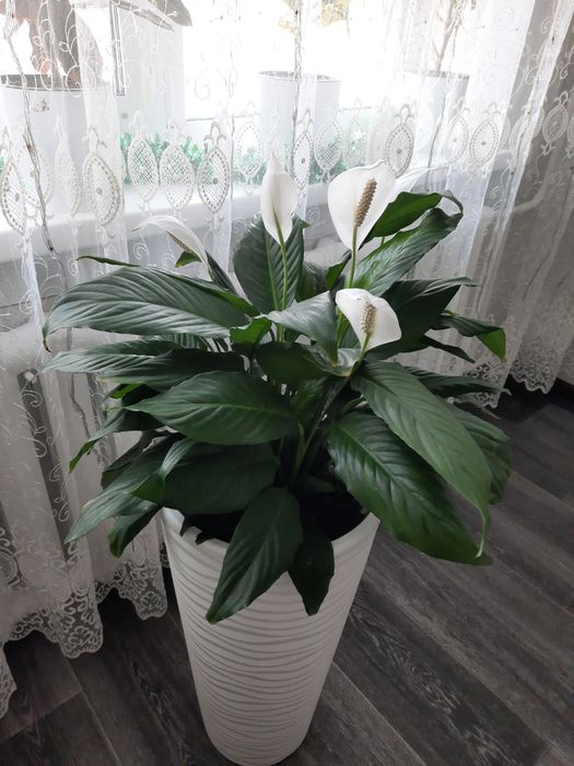 Продам цветок Спатифиллум.