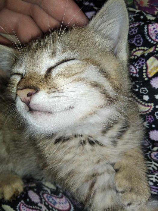 Mushukcha chiroyli, o'yinqaroq