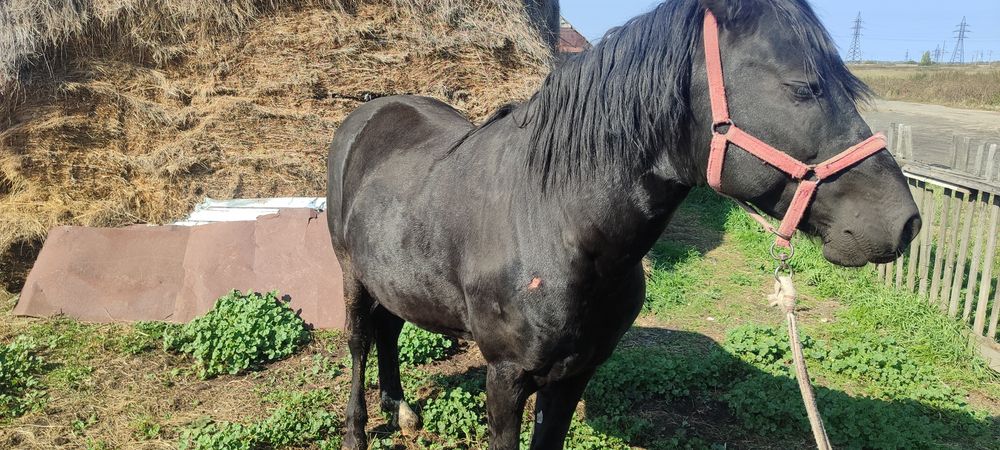 Продам Кунан 4года