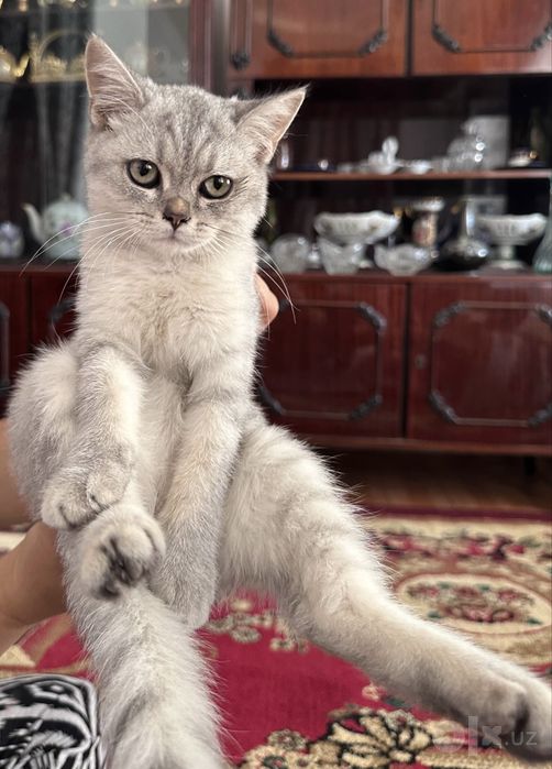 Продается котенок серебристая шиншилла,девочка