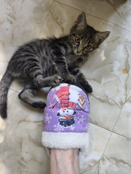 Котенок в добрые руки