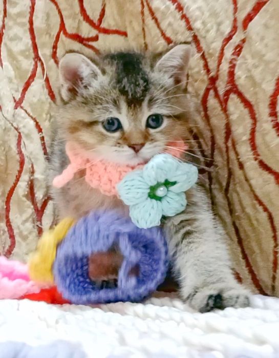 Золотая Шиншила девочка