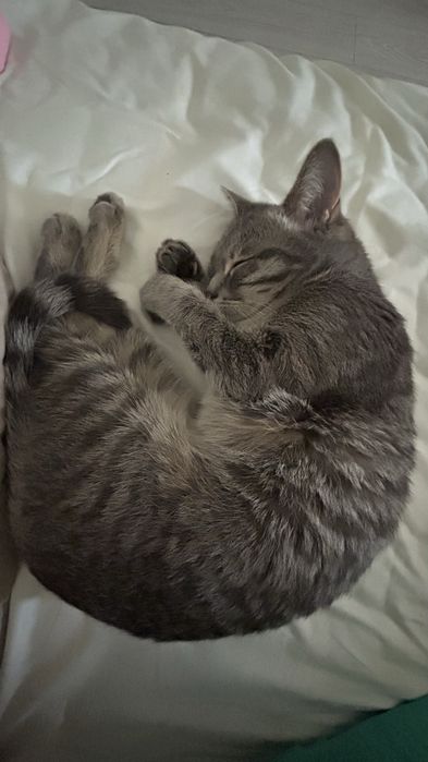 Отдам даром кошку