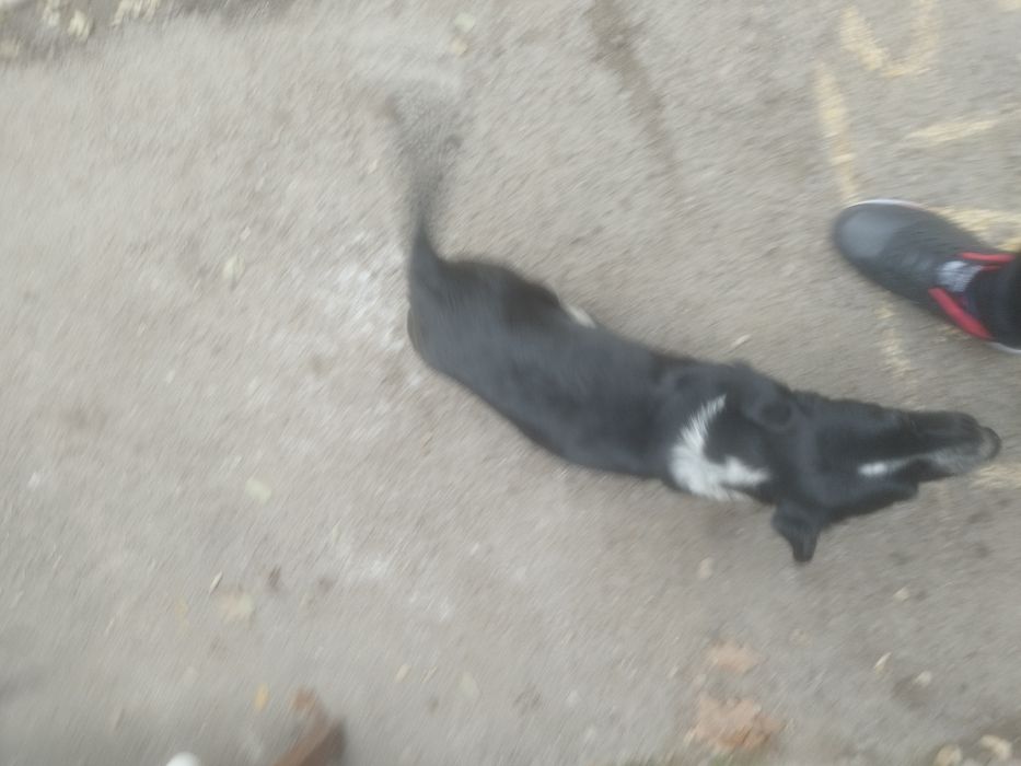 Щинята в добрые руки