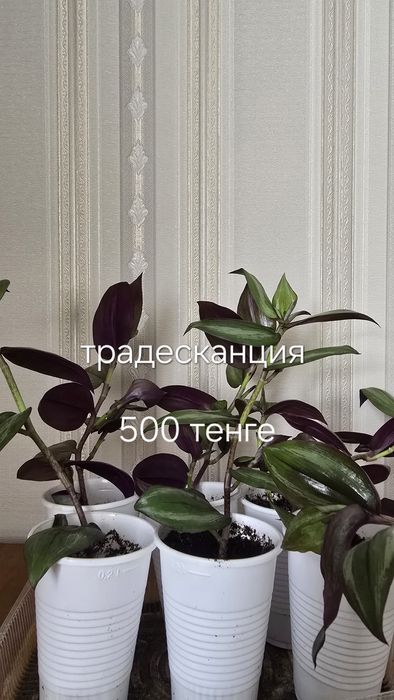 Продаются комнатные цветы.