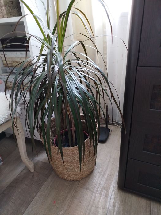 Комнатные растения ,Драцена,Пальма,цветы,подарок,в горшке, растения,