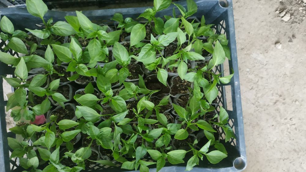 Koʻchatlar garantiyali