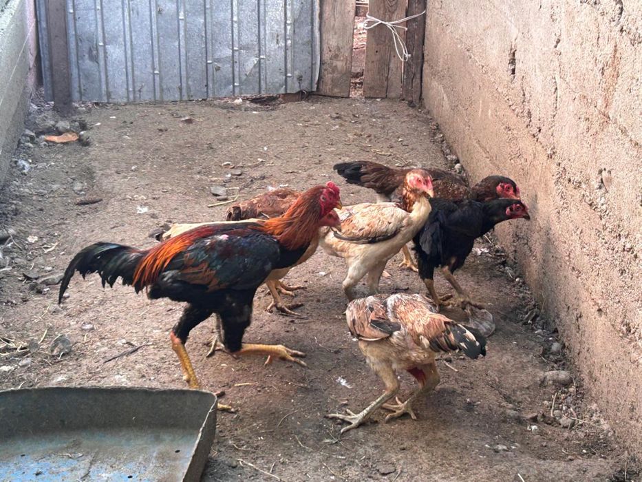 Бойцовские куры, дакан