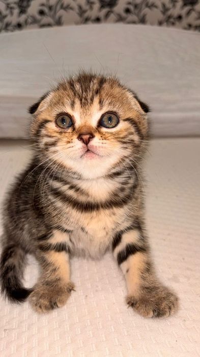 Девочка скоттиш фолд