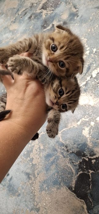 Шотландские вислоухие котята