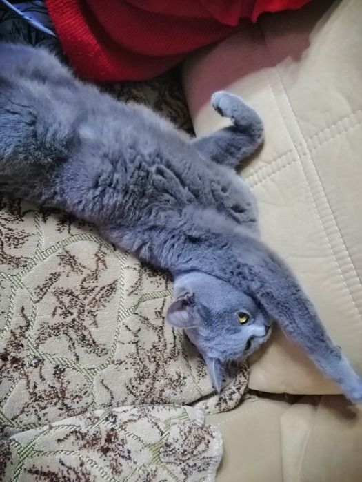 Отдам кошку в добрые руки