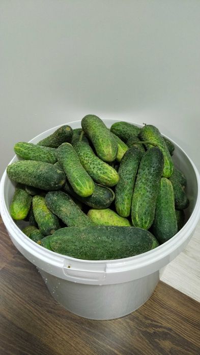 Продам огурцы Миринда