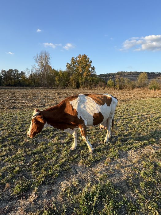 Vand vaca baltat romaneasca