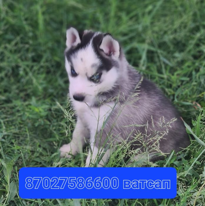 Продам щенков сибирской хаски.