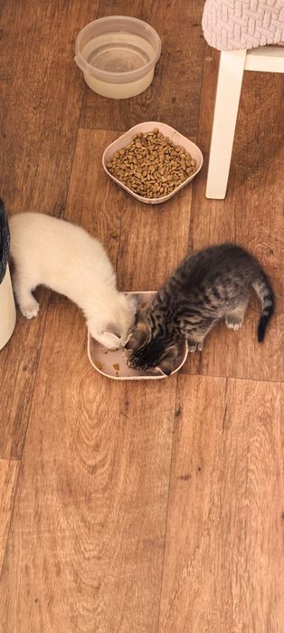 Отдам в добрые руки котят