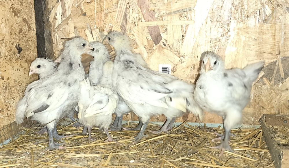 Puișorii australorp splash