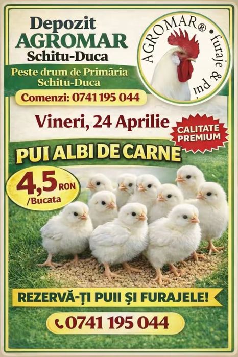 Pui de o zi + furaje | 500 bucăți disponibili | 4.5 lei/buc | AGROMAR Schitu-Duca