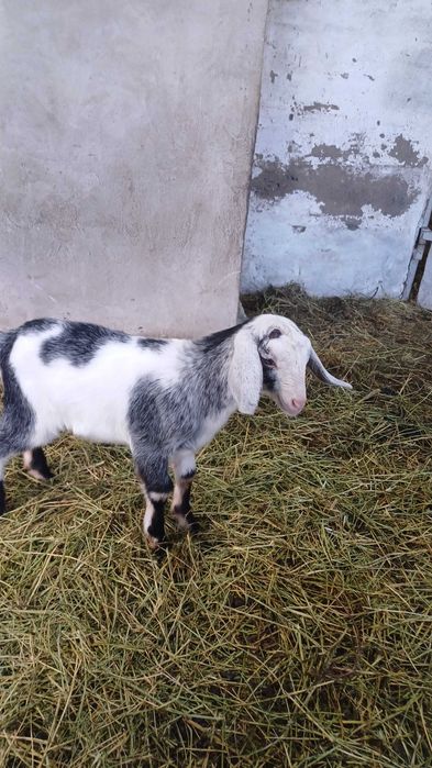 Козлята-мальчики