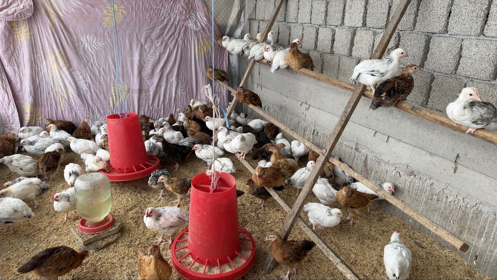 Адлер Серебристый и Корейские цыплята ханхян 2 месячные