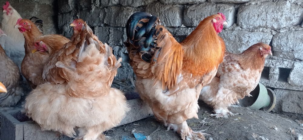 Продаются куры брама