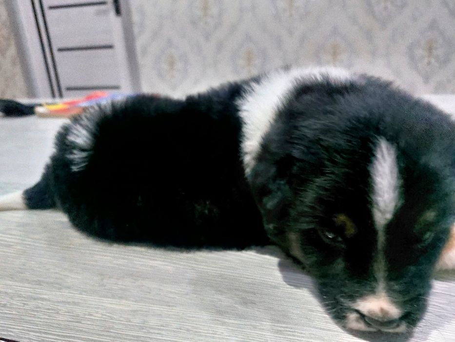 Продается щенок маленький