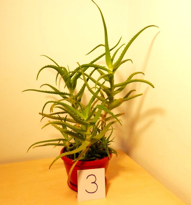 Aloe arborescens