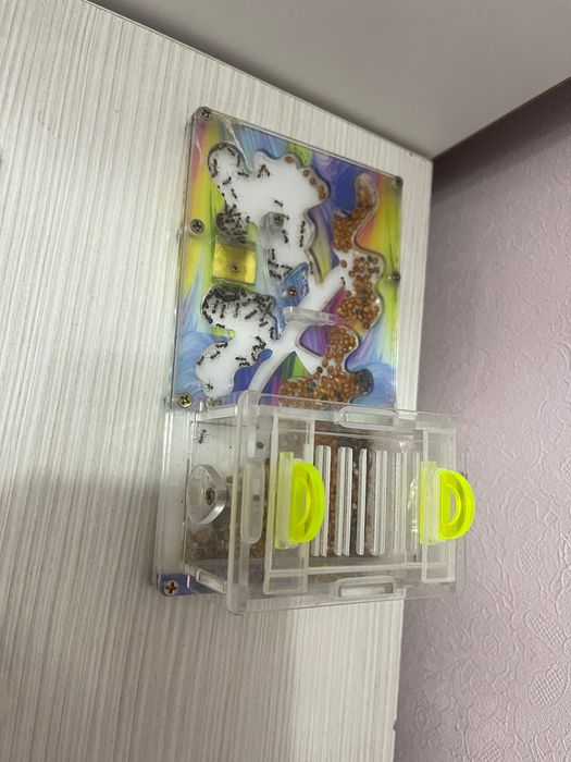 Муравьиная ферма