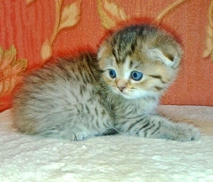 Скоттиш Страйт  мальчик и девочка. фолд  табби девочка
