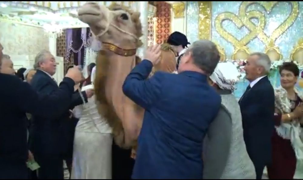 Продам, Керуен тойға арнайы!