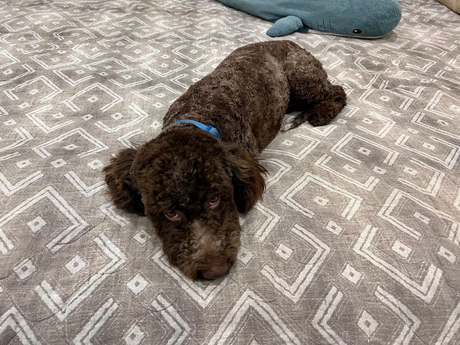 Лаготто-романьоло