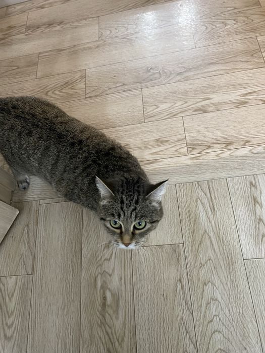 Отдам кошку в добрые руки