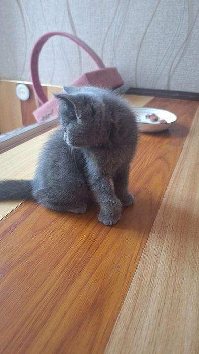 Котята кошка кошечка Mushuk