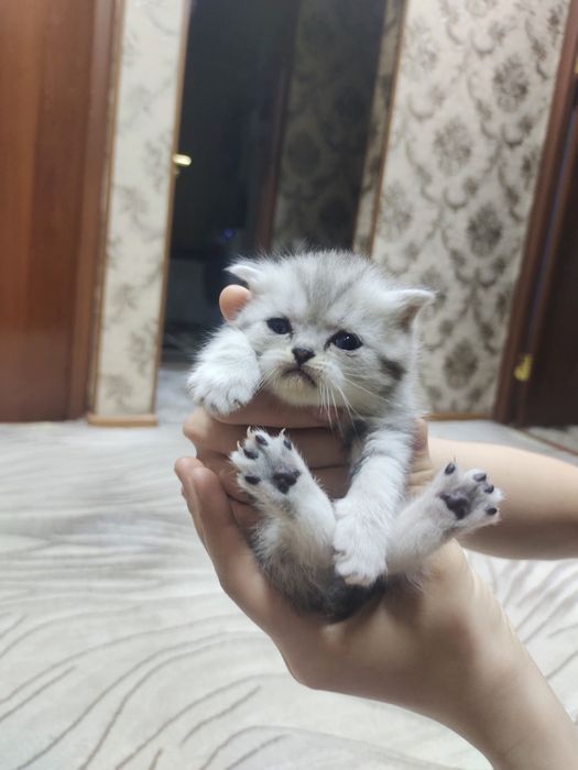 Продам вислоухих котят