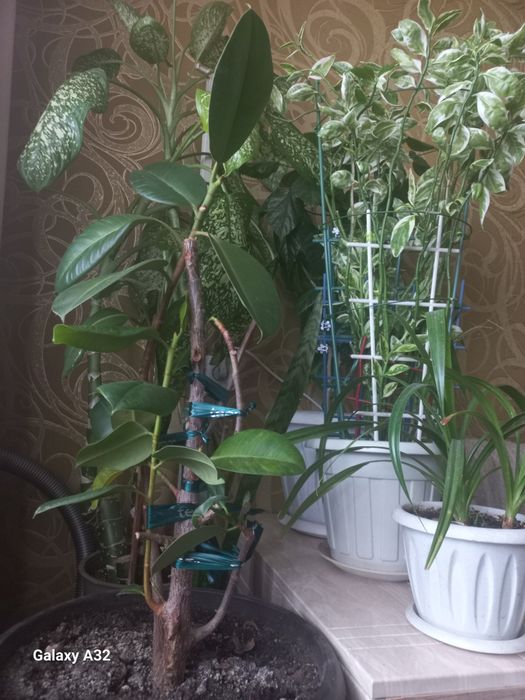 Фикус за 4500 тенге